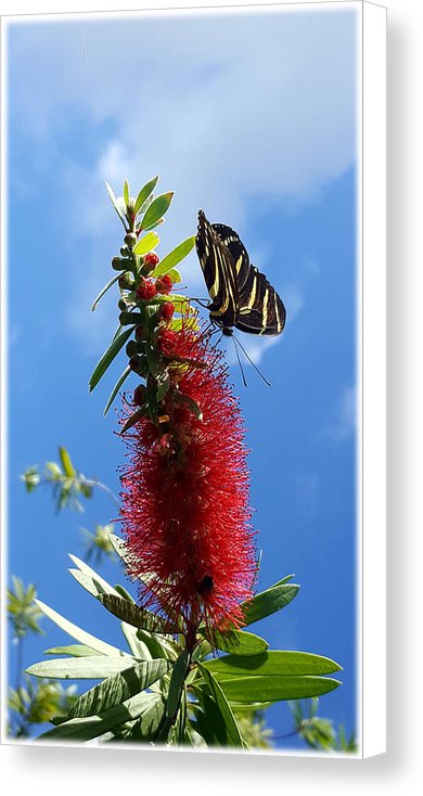 Beauty All Around - Canvas Print