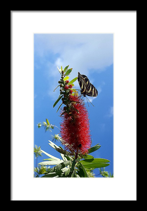 Beauty All Around - Framed