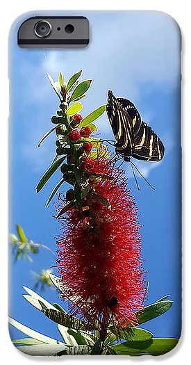 Beauty All Around - Phone Case