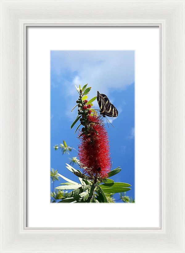 Beauty All Around - Framed