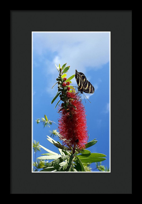 Beauty All Around - Framed