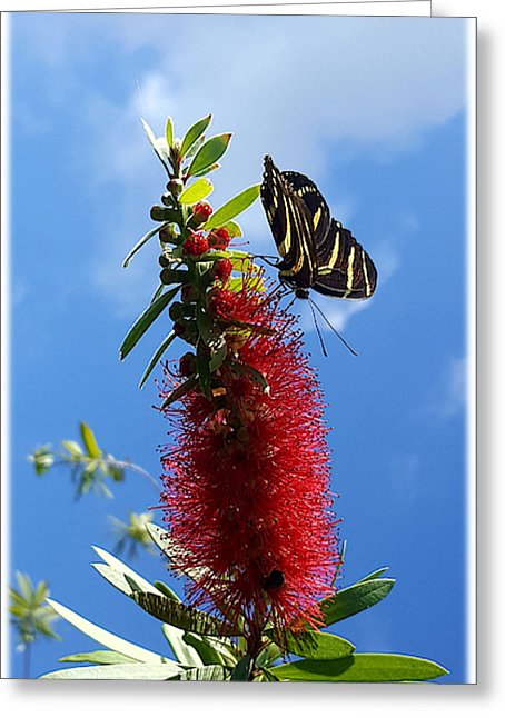 Beauty All Around - Greeting Card