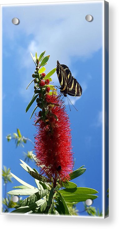 Beauty All Around - Acrylic Print