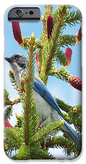 Blue Jay Watches - Phone Case