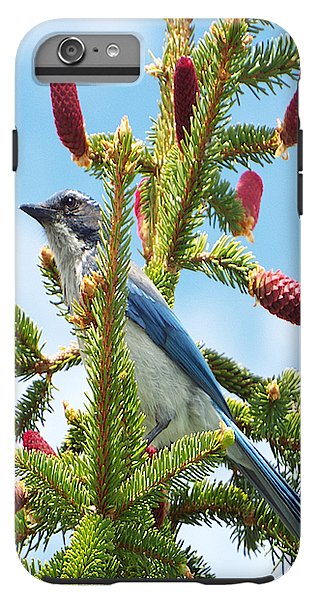 Blue Jay Watches - Phone Case