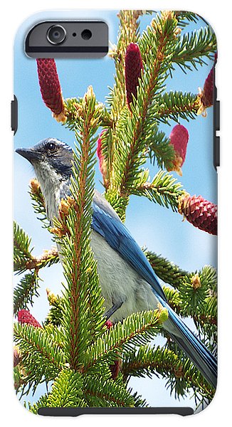 Blue Jay Watches - Phone Case