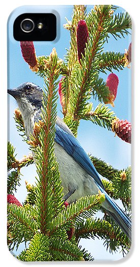 Blue Jay Watches - Phone Case