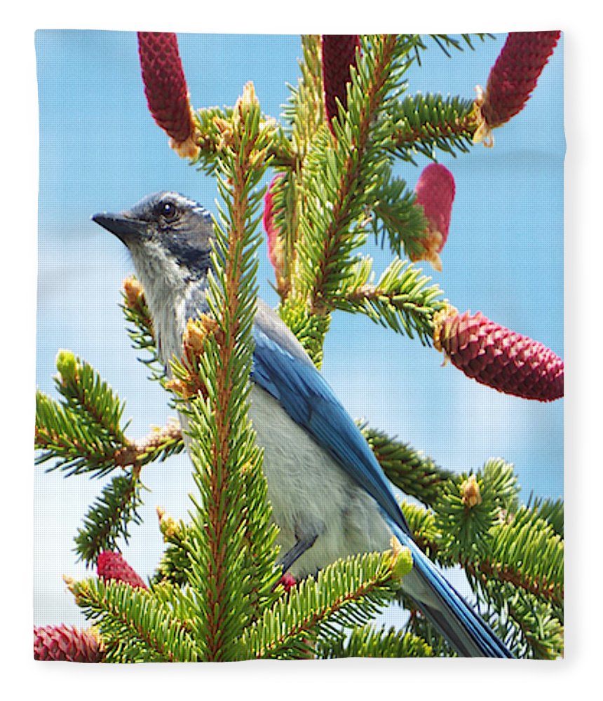 Blue Jay Watches - Blanket