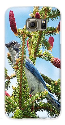 Blue Jay Watches - Phone Case