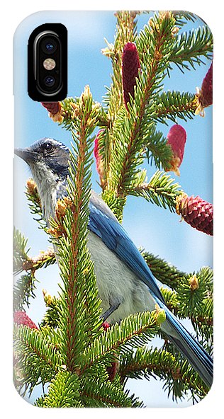 Blue Jay Watches - Phone Case
