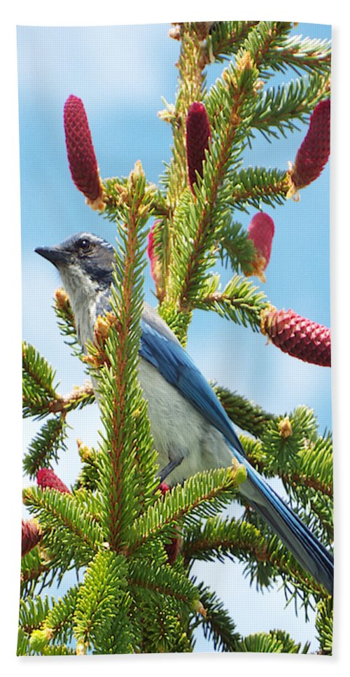 Blue Jay Watches - Beach Towel