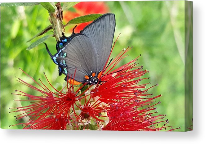 Butterfly Dances - Canvas Print