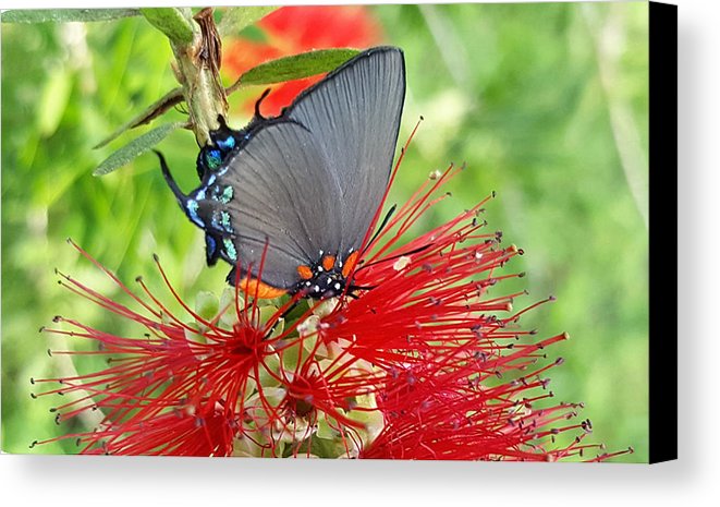 Butterfly Dances - Canvas Print