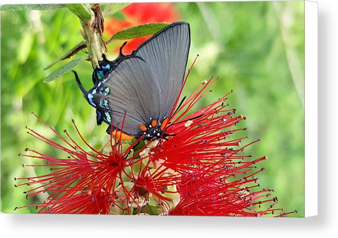 Butterfly Dances - Canvas Print