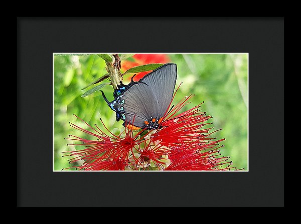 Butterfly Dances - Framed Print