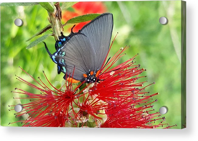 Butterfly Dances - Acrylic Print