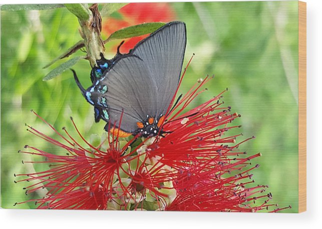 Butterfly Dances - Wood Print