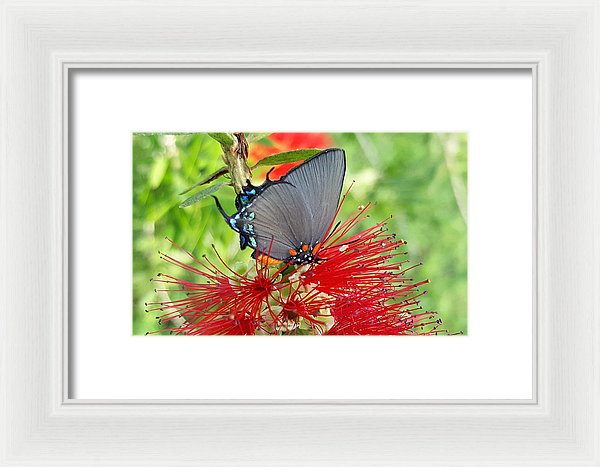 Butterfly Dances - Framed Print
