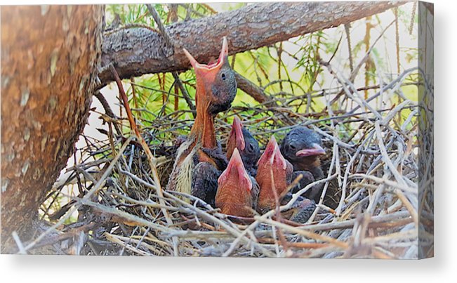 Help Feeds The Baby Birds - Canvas Print