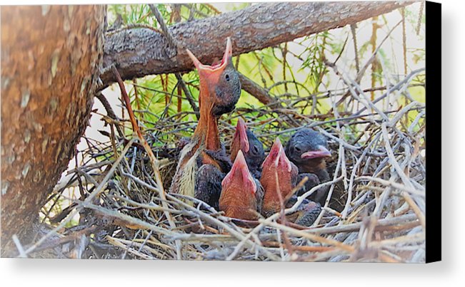 Help Feeds The Baby Birds - Canvas Print