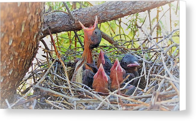 Help Feeds The Baby Birds - Canvas Print
