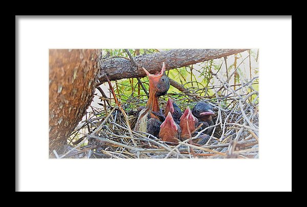 Help Feeds The Baby Birds - Framed Print