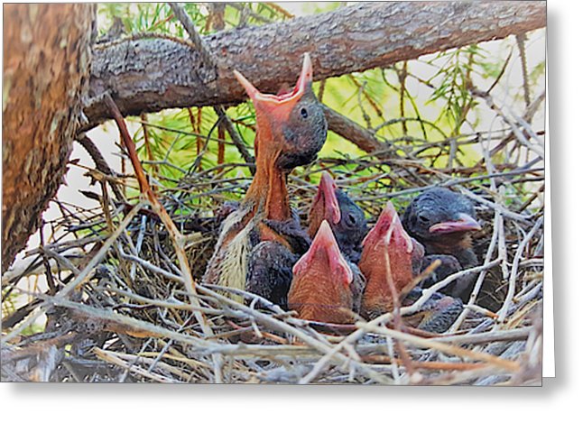 Help Feeds The Baby Birds - Greeting Card