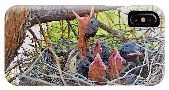 Help Feeds The Baby Birds - Phone Case