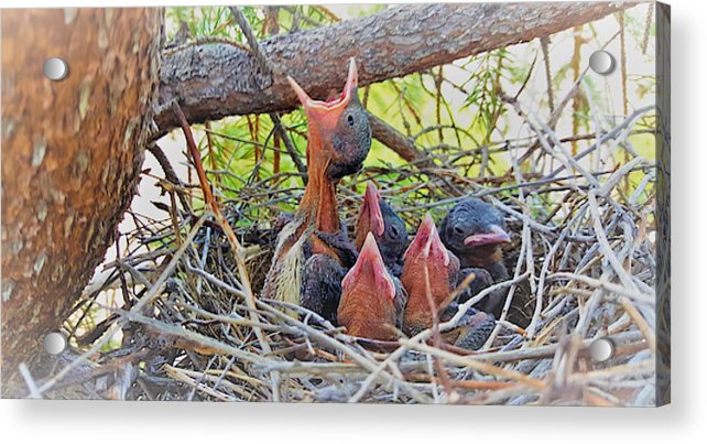 Help Feeds The Baby Birds - Acrylic Print