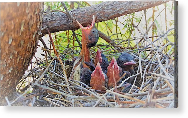 Help Feeds The Baby Birds - Acrylic Print