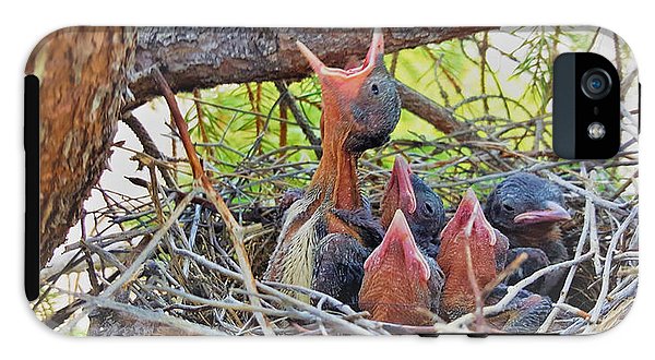 Help Feeds The Baby Birds - Phone Case