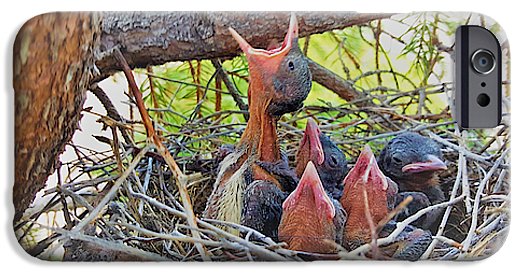 Help Feeds The Baby Birds - Phone Case