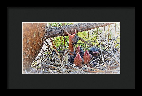 Help Feeds The Baby Birds - Framed Print