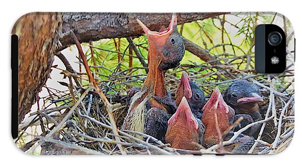 Help Feeds The Baby Birds - Phone Case