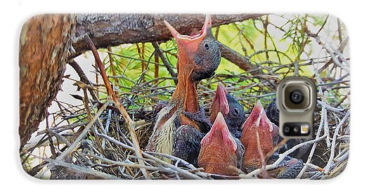 Help Feeds The Baby Birds - Phone Case