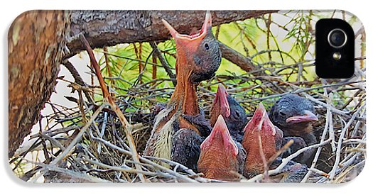 Help Feeds The Baby Birds - Phone Case