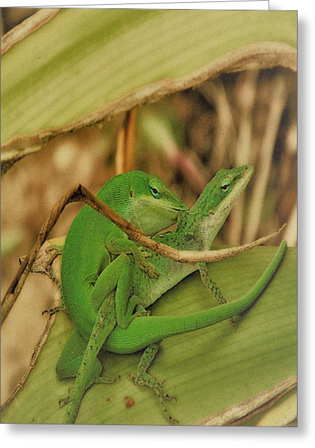Love Happens - Greeting Card
