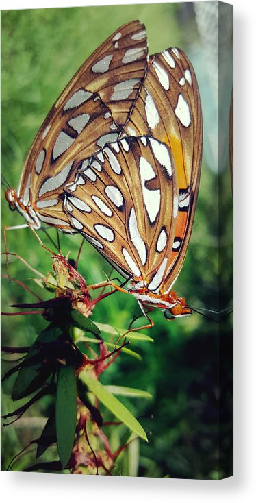 Love Is A Beautiful Thing - Canvas Print