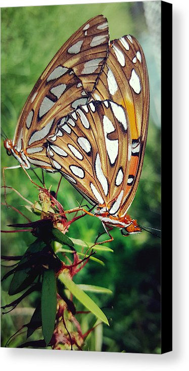 Love Is A Beautiful Thing - Canvas Print