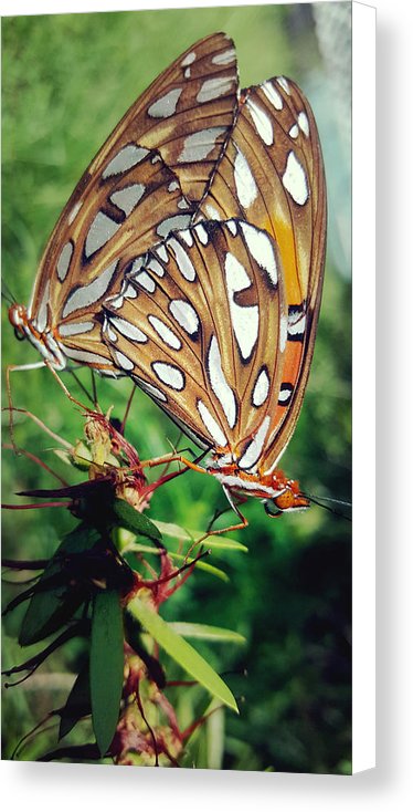 Love Is A Beautiful Thing - Canvas Print