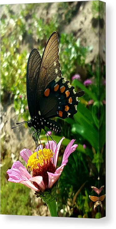 Stop And Smell The Roses - Canvas Print