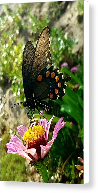 Stop And Smell The Roses - Canvas Print