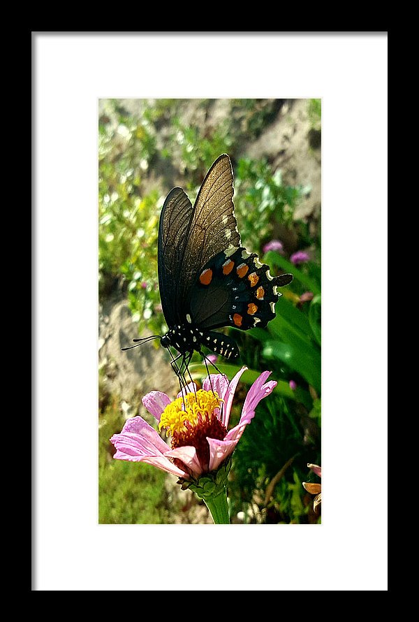 Stop And Smell The Roses - Framed Print