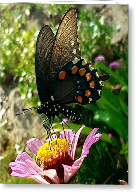 Stop And Smell The Roses - Greeting Card