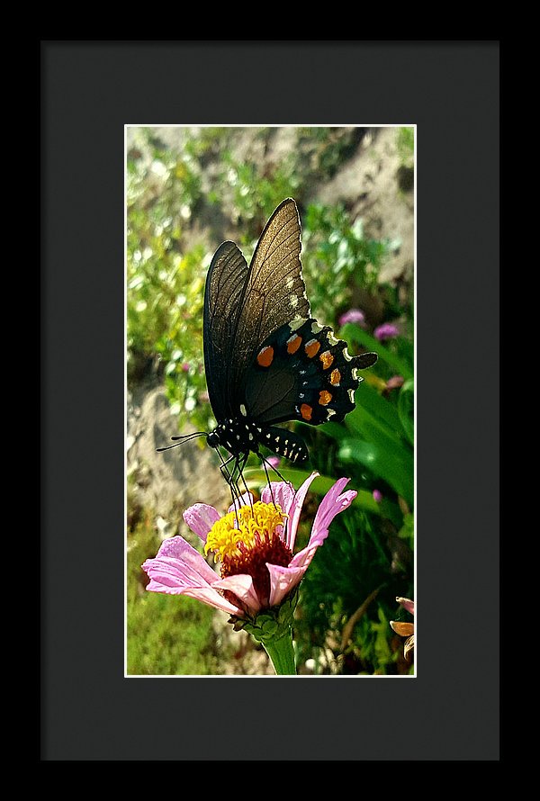 Stop And Smell The Roses - Framed Print