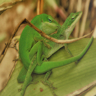 Love Happens - Love Livin