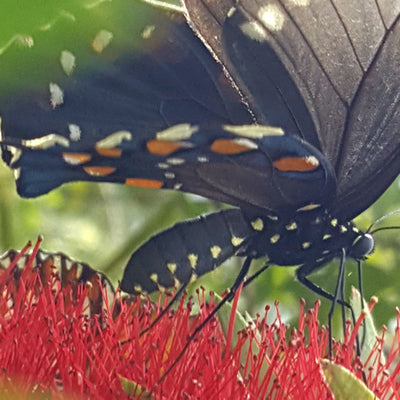 I Am Beautiful - Love Livin