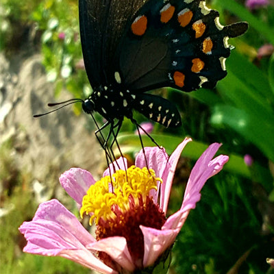 Stop and Smell The Roses