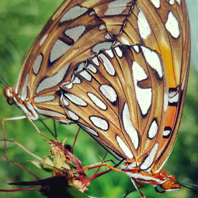 Love Is A Beautiful Thing