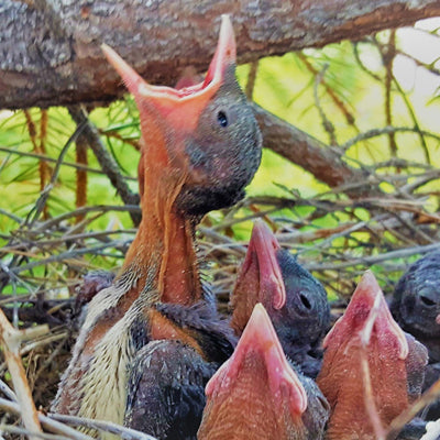 Help Feed The Baby Birds - Love Livin